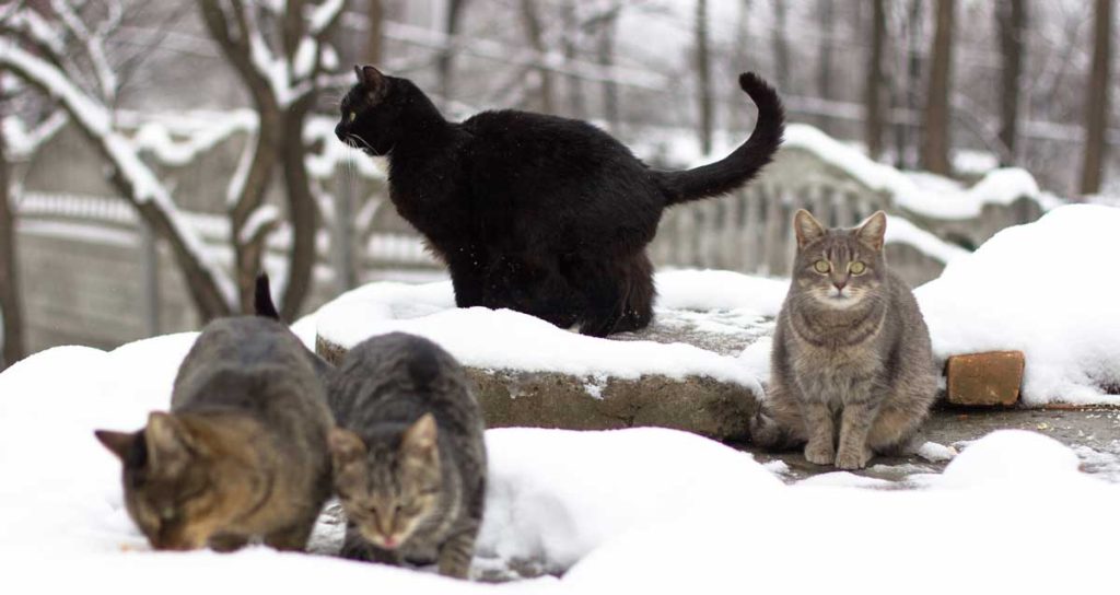 Four cats that have been abandoned outside in winter.