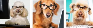 Three dogs with eyeglasses on.